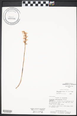 Spiranthes cernua image