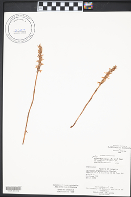 Spiranthes cernua image