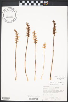 Spiranthes cernua image