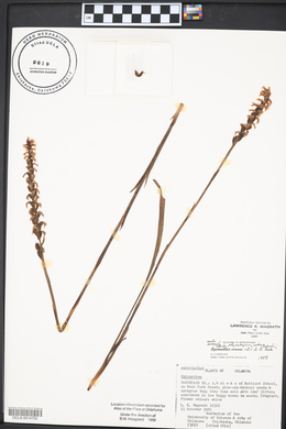 Spiranthes cernua image