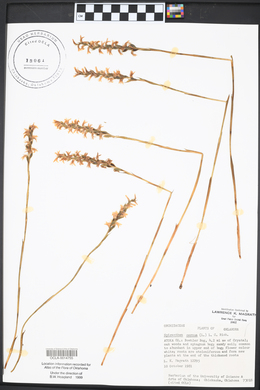 Spiranthes cernua image