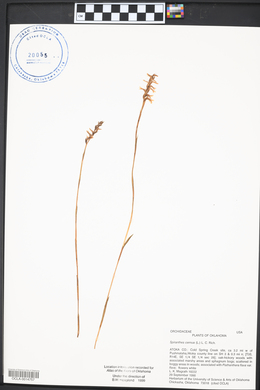 Spiranthes cernua image