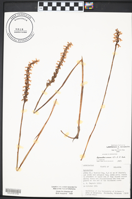 Spiranthes cernua image