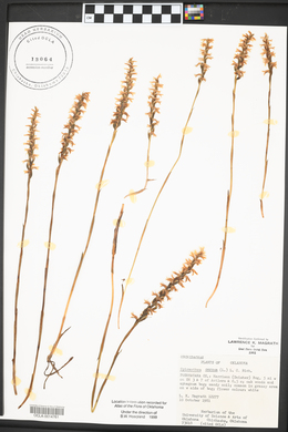 Spiranthes cernua image