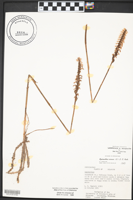 Spiranthes cernua image