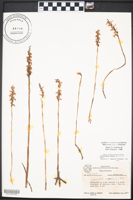 Spiranthes cernua image