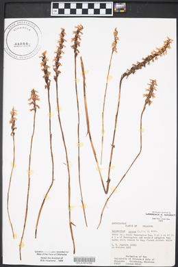 Spiranthes cernua image