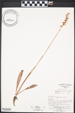 Spiranthes cernua image