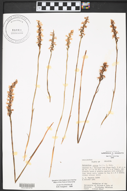 Spiranthes cernua image