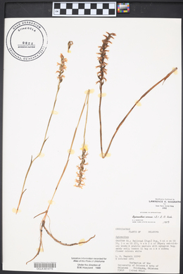 Spiranthes cernua image