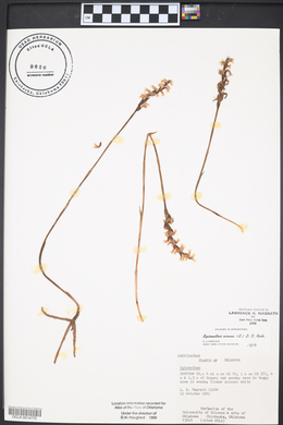 Spiranthes cernua image