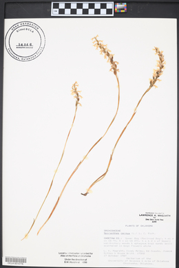 Spiranthes cernua image