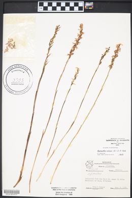 Spiranthes cernua image