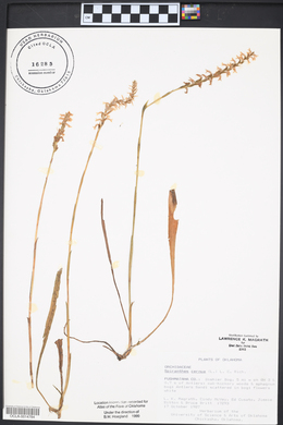 Spiranthes cernua image