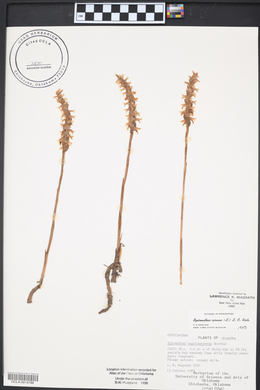 Spiranthes cernua image