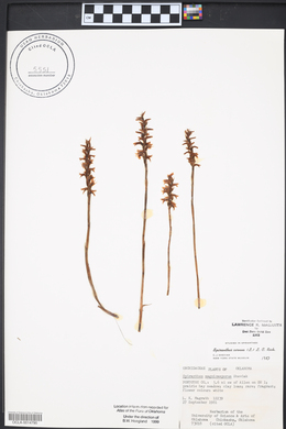 Spiranthes cernua image