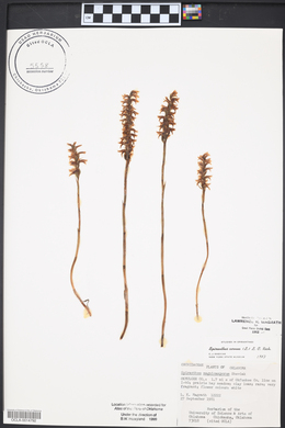 Spiranthes cernua image