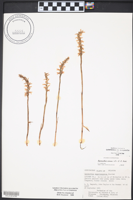 Spiranthes cernua image