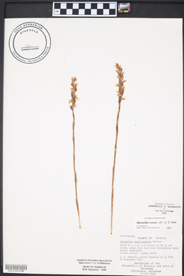 Spiranthes cernua image