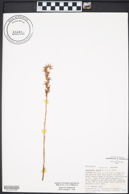 Spiranthes cernua image