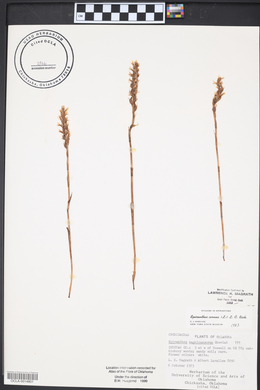 Spiranthes cernua image