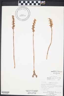 Spiranthes cernua image