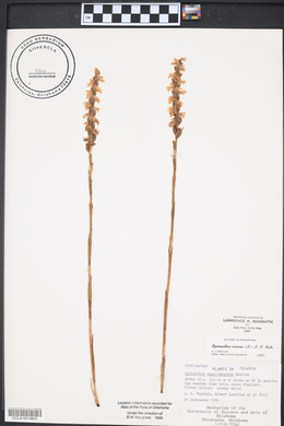 Spiranthes cernua image