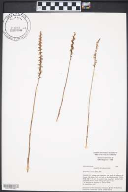 Spiranthes lacera image