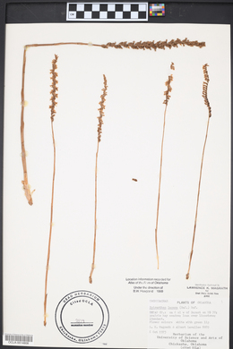 Platanthera lacera image