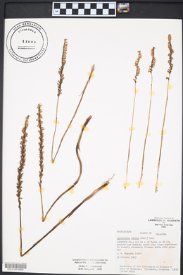 Platanthera lacera image