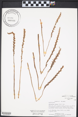 Spiranthes lacera image