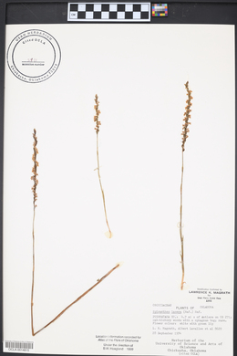 Platanthera lacera image