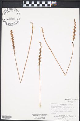 Platanthera lacera image