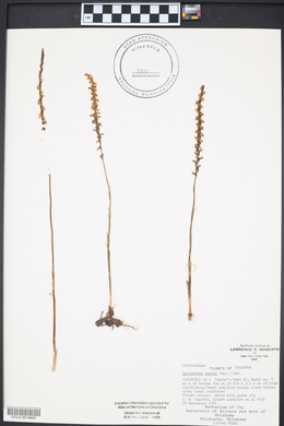 Spiranthes lacera image