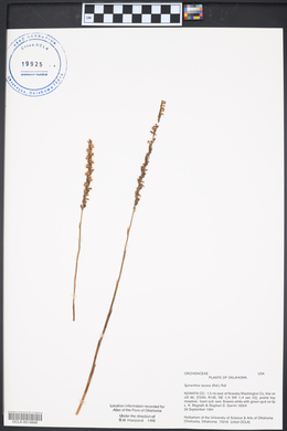 Spiranthes lacera image