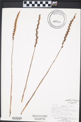 Spiranthes lacera image