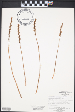 Spiranthes lacera image