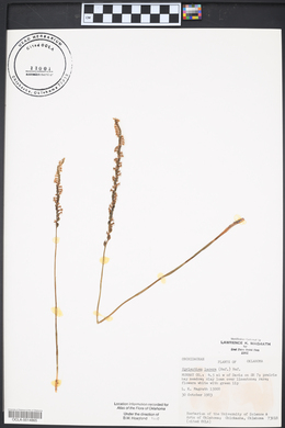 Spiranthes lacera image