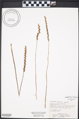 Spiranthes lacera image