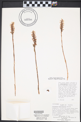 Spiranthes magnicamporum image