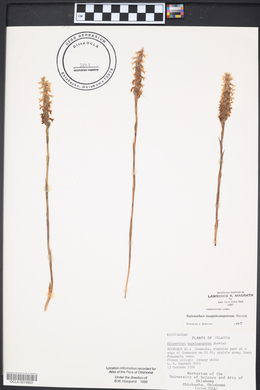 Spiranthes magnicamporum image