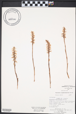 Spiranthes magnicamporum image