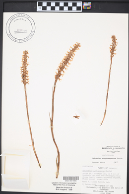 Spiranthes magnicamporum image