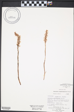 Spiranthes magnicamporum image