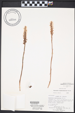 Spiranthes magnicamporum image