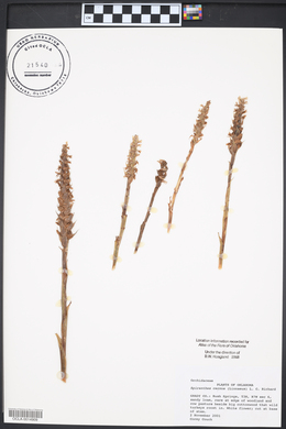 Spiranthes cernua image