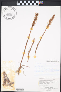 Spiranthes magnicamporum image