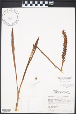 Spiranthes odorata image