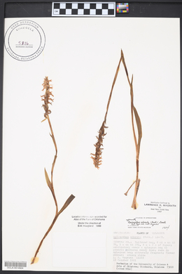 Spiranthes odorata image