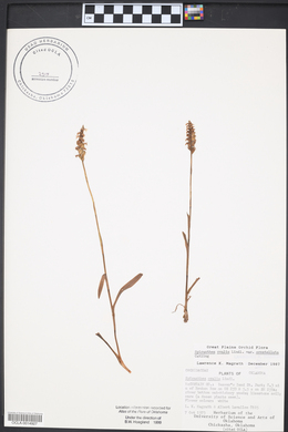 Spiranthes ovalis image